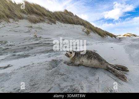 Jungrobben am Sandstrand von Terschelling Stockfoto