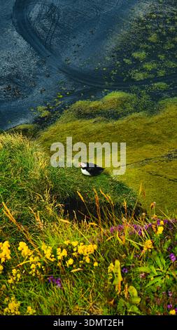Ein Papageientaucher thront auf einer grasbewachsenen Klippe mit gelben und violetten Wildblumen. Unterhalb der Küste mit Reifenspuren und Moos verleiht der Szene Textur. Stockfoto