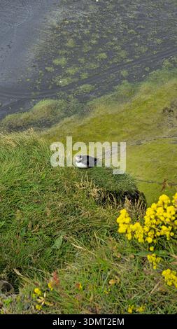 Ein Papageientaucher sitzt auf einer grasbewachsenen Klippe mit gelben Blumen im Vordergrund. Unten zeigt ein schwarzer Sandstrand mit grünem Moos Islands Küstenszene Stockfoto