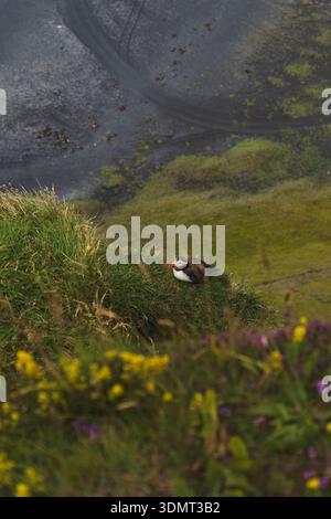 Ein Papageientaucher thront auf einer grasbewachsenen Klippe, umgeben von gelben und violetten Wildblumen. Der Hintergrund zeigt vulkanischen Sand und schwache Reifenspuren in Island. Stockfoto