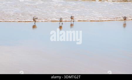 Sanderlinge, die an einem Sandstrand am Ufer des Wassers auf der Suche sind Stockfoto
