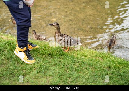 Ein Kind steht am Flussufer, während sich Enten am Wasser sammeln, ein friedlicher Moment im Freien mit Wildtieren und einem sanften grasbewachsenen Ufer. Stockfoto