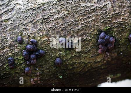 Buchenholz Hypoxylon fragiforme auf der Fagus sylvatica, in Laubwäldern am Eyeworth Pond, Fritham, New Forest National Park, Hampsh Stockfoto