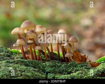 Mycena galericulata wächst auf alten Baumstümpfen, Great Huntley Bank, New Forest National Park, Hampshire, England, Großbritannien, Oktober 2019 Stockfoto