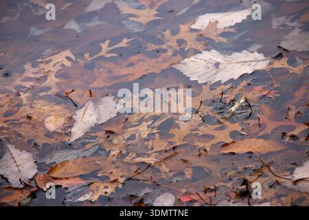 Gefallene braune Eichen- und Ahornblätter schweben und ruhen in einer ruhigen Pfütze, die ein kompliziertes natürliches Herbstmuster in gedämpften Erdtönen schafft. Stockfoto