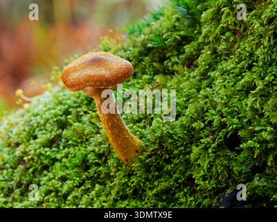 Knollenhonigpilz Armillaria gallica wächst auf einem moosbedeckten Baumstamm, Mark Ash Wood, Bolderwood Arboretum Ornamental Drive, New Forest National Park, Stockfoto