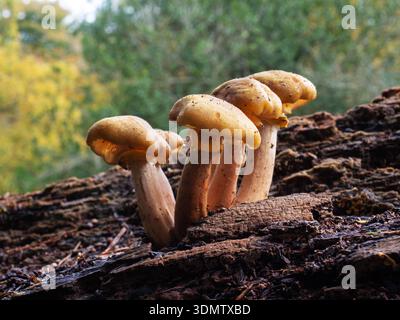 Knollenpilz Armillaria Gallica auf einem verrottenden gefallenen Baum, Mark Ash Wood, Bolderwood Arboretum Ornamental Drive, New Forest National Park, Hamp Stockfoto
