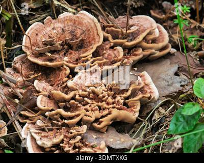 Riesiger polyporer Meripilus giganteus wächst an einem Straßenufer, Blashford, bei Ringwood, Hampshire, England, Großbritannien, August 2023 Stockfoto
