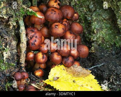 Spindleshank Colllybia fusipes wächst an der Basis der englischen Eiche Quercus robur, Blashford Lakes Nature Reserve, Hampshire und Isle of Wight Wil Stockfoto
