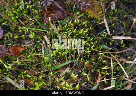Heath-Sternmoos Campylopus introflexus in einem Moor, Howen Bottom, nahe Fritham, New Forest National Park, Hampshire, England, Großbritannien, März 2018 Stockfoto