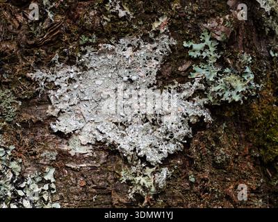 Dust Flechten Lepraria incana on Oak, Ariundle Oakwood National Nature Reserve, Strontian Glen, Sunart, Highland Region, Schottland, Großbritannien, März 2024 Stockfoto