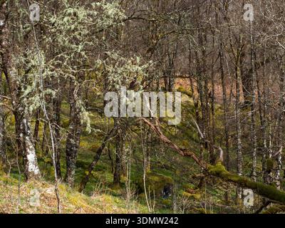 Usnea subfloridana on Downy Birke Betula pubescens, Ariundle Oakwood National Nature Reserve, Strontian Glen, Sunart, Highland Region, Schottland, UK, M Stockfoto