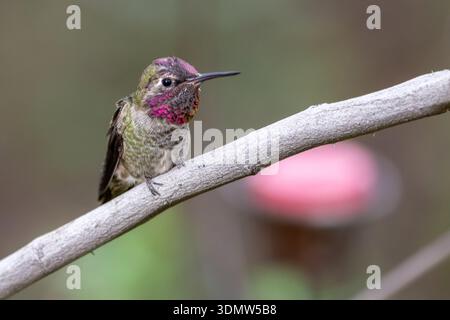 Anna's Kolibri (Calypte anna) im Arizona-Sonora Desert Museum in Tucson. Stockfoto
