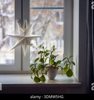 Gemütliches Winterfenster mit weißem Papierstern und einer grünen Pflanze auf der Fensterbank. Quadratischer Rahmen Stockfoto