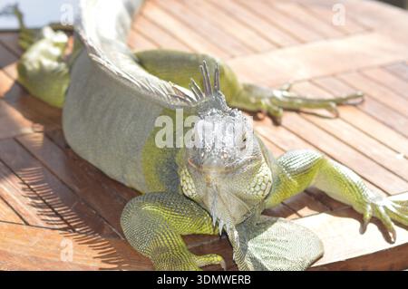 Ein majestätischer grüner Iguana (Iguana Leguana), der sich auf einem Holzlattentisch in der Sonne sonnt, Nahansicht von vorne mit Waage und Tauflage. Stockfoto