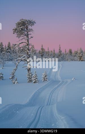 Die Skipiste führt durch schneebedeckte Wälder in Schweden unter sanftem rosa Morgenlicht. Hohe Bäume stehen still vor dem frühen Himmel. Winterlandschaft ist Stockfoto