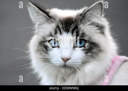 Nahporträt einer flauschigen Katze mit blauen Augen, rosa Gurtzeug an der Leine Stockfoto