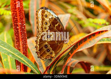 Peleides blauer Morpho-Schmetterling (Morpho peleides) mit geschlossenen Flügeln im Kaiserlichen Schmetterlingshaus in Wien Stockfoto