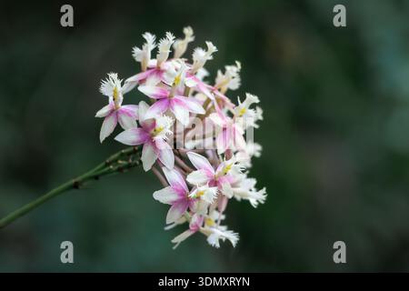 Rosa und weiße Orchideen-Cluster aus nächster Nähe Stockfoto