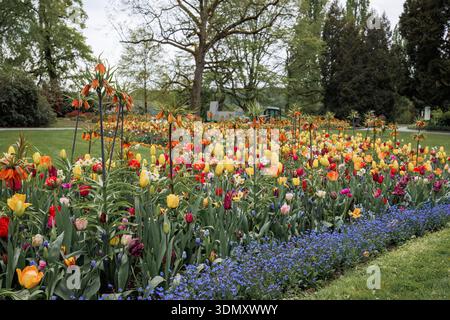 Frühlingsblumen mit Krone Imperial und Tulpen auf Mainau Stockfoto