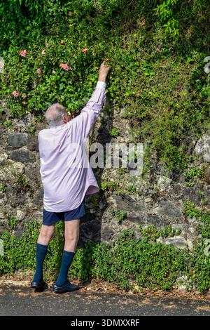 Ein älterer Mann wird von hinten gesehen, der nach oben greift, um Blumen von einer üppigen, mit Efeu bedeckten Steinmauer zu pflücken. Er trägt ein langes Hemd, Shorts und hohe S Stockfoto