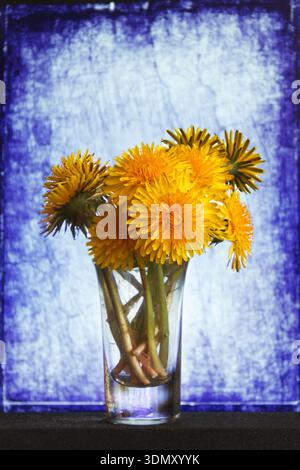 Leuchtend gelbe Löwenzahn in einer klaren Glasvase vor verwittertem blauen Hintergrund. Ein warmes, fröhliches Stillleben, perfekt für Wohnkultur, Frühling Stockfoto