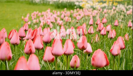 Farbenfrohe Tulpen blühen in einem Garten, wenn der Frühling kommt und zeigen rosafarbene Farben auf grünem Gras Stockfoto