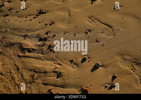 Fußabdrücke sind in nassem Strandsand eingeprägt, durchsetzt mit kleinen Muscheln und Kieselsteinen. Das natürliche Sonnenlicht sorgt für Wärme und hebt die Textur und hervor Stockfoto