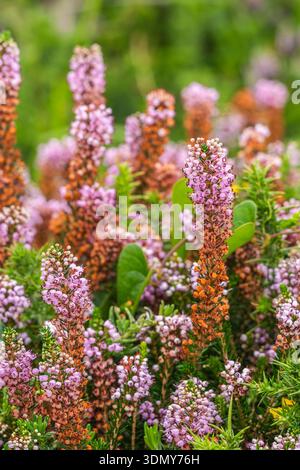 Üppige, blühende Heidekraut, Calluna vulgaris, in leuchtendem Lila und Grün, blüht in einer ruhigen Frühlingslandschaft und fängt das Wesen von nat ein Stockfoto