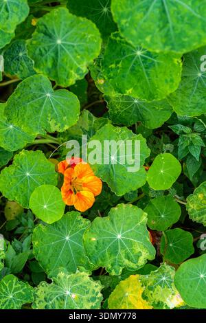 Ein leuchtend orangefarbenes Gartennasturtium, Tropaeolum majus, blüht inmitten üppig grüner Blätter. Die herzförmigen Blätter und die lebendigen Blütenblätter sorgen für eine atemberaubende Atmosphäre Stockfoto