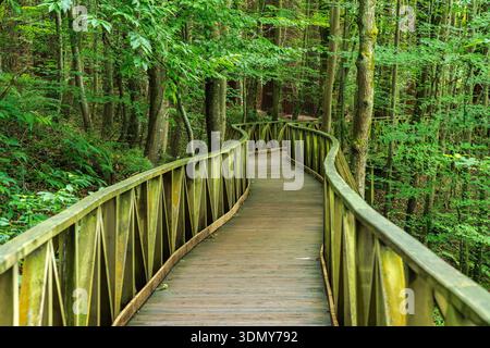 Ein ruhiger Holzweg schlängelt sich durch einen üppigen, lebhaften Wald in Asturien, Spanien. Umgeben von dichtem Grün lädt es zu friedlichen Spaziergängen und ein Stockfoto