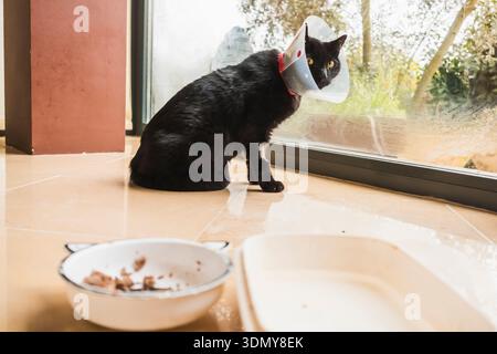 Eine schwarze Hauskatze mit medizinischem Kegel sitzt am Fenster. Die Katze scheint ruhig zu sein und erholt sich wahrscheinlich von einer Krankheit oder Verletzung. Die Speisen sind in der Nähe Stockfoto