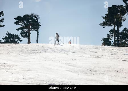 Zwei Skifahrer fahren auf einer schneebedeckten Piste, die von hohen Kiefern unter einem klaren blauen Himmel umgeben ist. Die Wintersonne wirft sanfte Schatten und hebt den frischen Schnee hervor Stockfoto