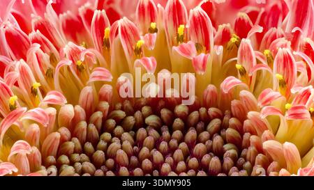 Eine atemberaubende Makroaufnahme der Asteraceae Gerbera Blume, Gerbera jamesonii, mit ihren komplizierten Details und leuchtenden Farben. Ideal für Natur und Stockfoto