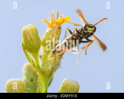 Ein Nahbild einer Polistes Domula, allgemein bekannt als europäische Papierwespe, die auf einer blühenden Blume vor einem klaren blauen Himmel thront und festnimmt Stockfoto