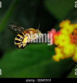 Eine detaillierte Nahaufnahme einer Amegilla, auch bekannt als Blaubändige Biene, die im Flug in der Nähe einer leuchtenden gelben und rosa Blume gefangen wurde und ihre eigenen s zeigt Stockfoto