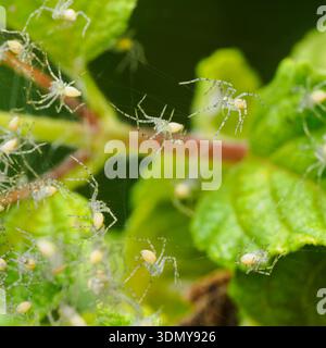 Nahaufnahme von Peucetia viridans, auch bekannt als grüne Luchspinnen, die Spinnen auf leuchtend grünen Blättern zeigen. Hervorheben der komplizierten Details von Stockfoto