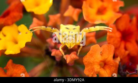 Eine Nahaufnahme einer gelben Thomisus-Spinne, auch bekannt als Krabbenspinne, die auf leuchtend orange und gelbe Blüten aufgenommen wurde. Der Thomisus strahlt ein einzigartiges ch aus Stockfoto