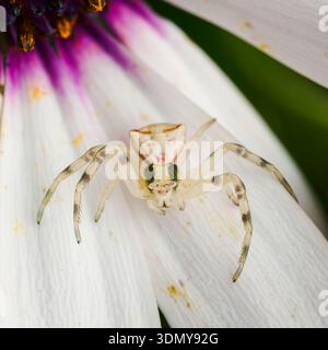 Nahaufnahme einer Thomisus-Krabbenspinne, wissenschaftlich bekannt als Thomisus, auf einem weißen Blütenblatt. Diese Art ist bekannt für ihre Tarnfähigkeit Stockfoto