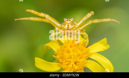 Nahaufnahme einer Thomisus-Spinne, bekannt als die Krabbenspinne, die fachmännisch auf einer lebendigen gelben Blume vor einem weichen grünen Hintergrund getarnt ist. Die sp Stockfoto