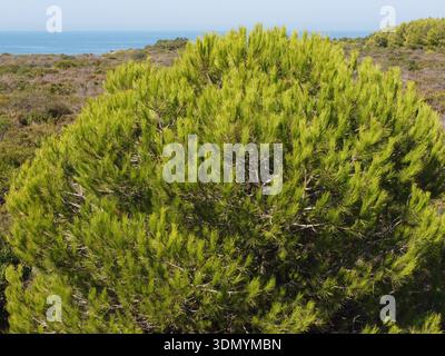 Nahaufnahme eines Kieferndachs (Pinus pinea) in der Nähe des Strandes Torre del Puerco in Chiclana de la Frontera, Cadiz, Spanien. Stockfoto