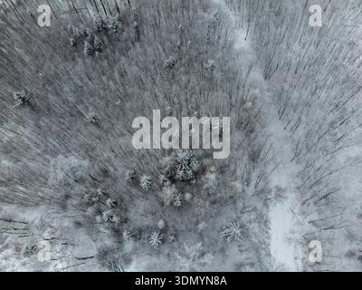 Top-Down-Luftaufnahme eines dichten, von frischem Schnee bedeckten Waldes Stockfoto