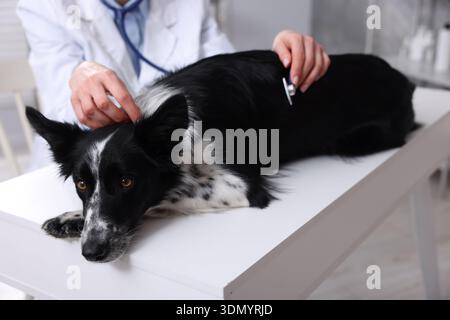 Berufsveterinärarzt untersucht niedlichen Hund mit Stethoskop in der Klinik, Nahaufnahme Stockfoto