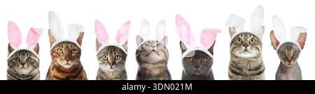 Niedliche Katzen mit Osterhasenohren Stirnbänder isoliert auf weiß, Set Stockfoto
