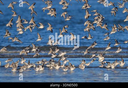 Eine große Schar von Sanderlingen (Calidris alba) und Ohersandpipern landete während der Migration am Meeresstrand, Galveston, Texas, USA. Stockfoto