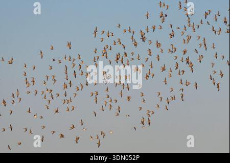 Eine große Schar von Sanderlingen (Calidris alba) und anderen Sandpipern, die am Abend während der Migration fliegen, Galveston, Texas, USA. Stockfoto
