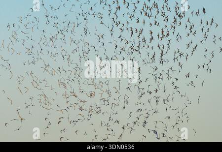 Eine große Schar von Sanderlingen (Calidris alba) und anderen Sandpipern, die am Abend während der Migration fliegen, Galveston, Texas, USA. Stockfoto