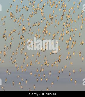 Eine große Schar von Sanderlingen (Calidris alba) und anderen Sandpipern, die am Abend während der Migration fliegen, Galveston, Texas, USA. Stockfoto