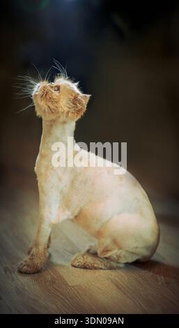 Eine persische Ingwerkatze mit einem Löwenschnitt sitzt in einem Zimmer in Sankt Petersburg, Russland. Stockfoto