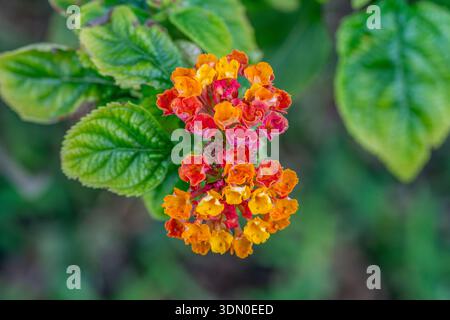 Nahaufnahme der farbenfrohen lantana-Blume mit orangefarbenen und gelben Blüten, botanischem Detail und Gartenhintergrund. Stockfoto